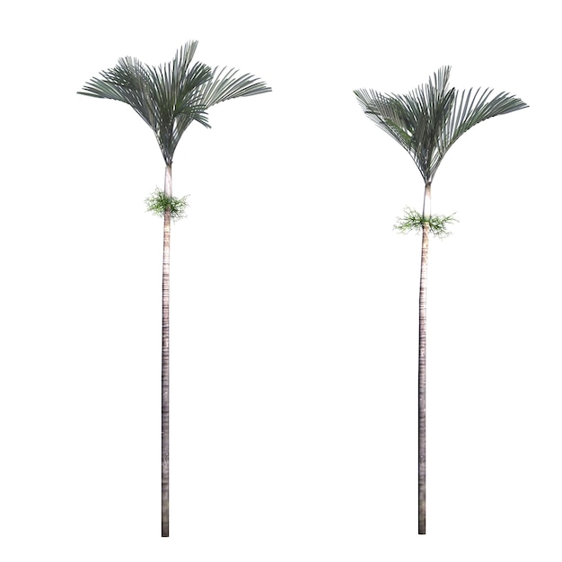 palm tree isolated on white background, 3D illustration, cg render