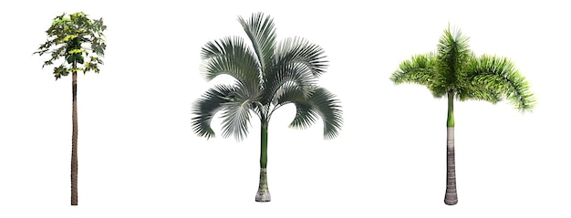 palm tree isolated on white background, 3D illustration, cg render