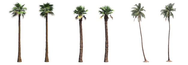 palm tree isolated on white background, 3D illustration, cg render