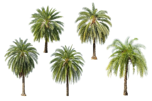 Palme isolate su uno sfondo bianco utilizzate per la decorazione di giardini e parchi