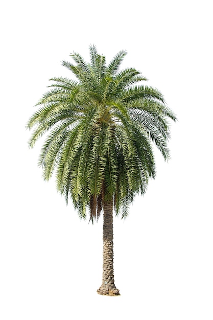 Palm Tree Isolated On White Background Use For Garden And Park Decoration