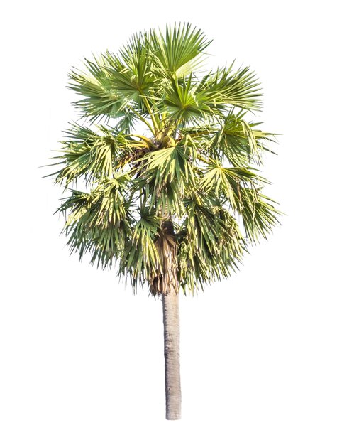 palm tree isolated on white background