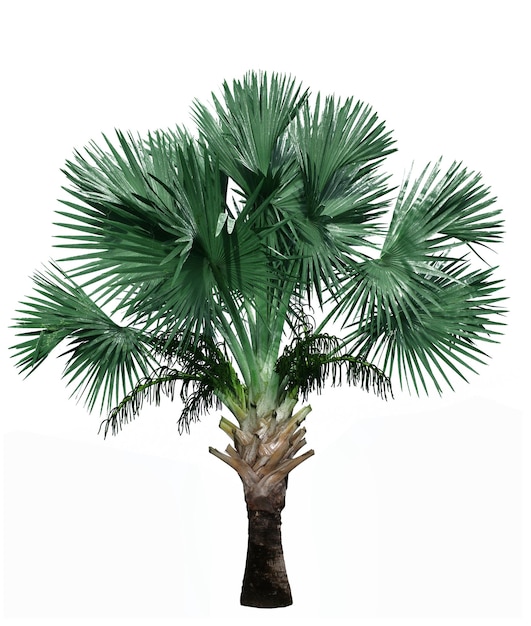 Palm tree isolated on white background