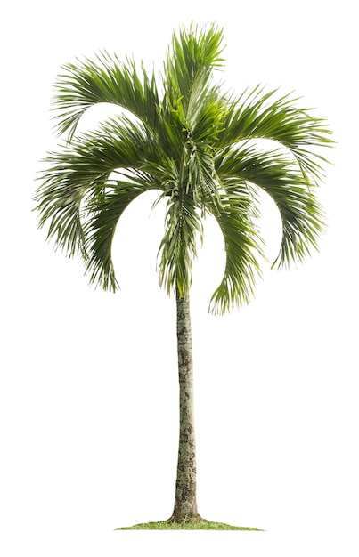 Photo palm tree isolated on white background