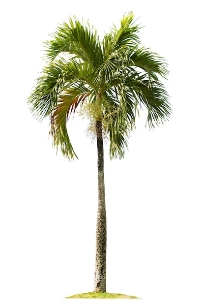 Photo palm tree isolated on white background