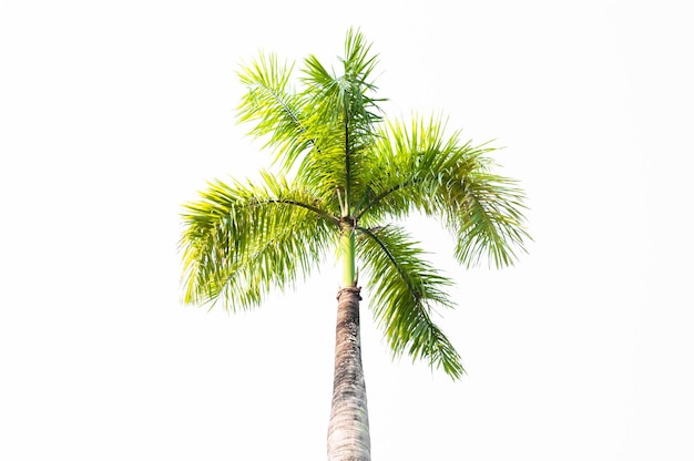 Palm tree isolated on white backgroundTree on a white background