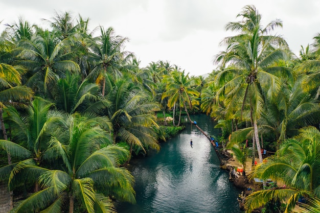 Photo palm tree jungle in the philippines. concept about wanderlust tropical travels. swinging on the river. people having fun