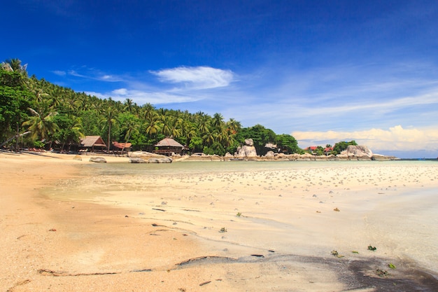 Palm tree over lagoon with boats at sunshine day. Koh Tao island, Thailand