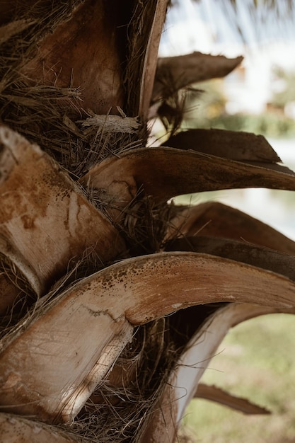 Photo palm tree layers of wooden bark nature background