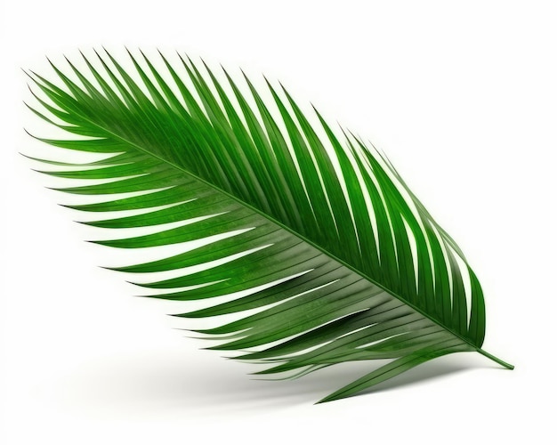 Palm tree leaf isolated