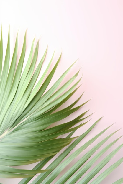 Palm tree leaf on pink background Copy space for text