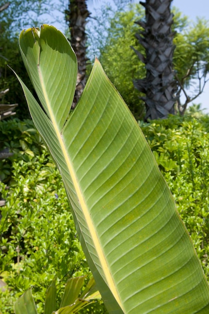 Palm tree leaf Sunny day with the Sunrays falling on the leaf Rock and blue sky on background