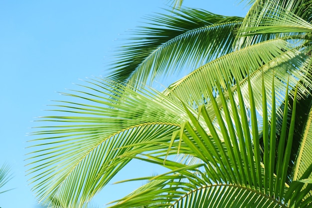 palm tree leaf with blue sky on beach for summer background 