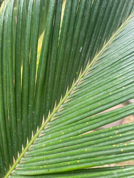 palm tree leaf