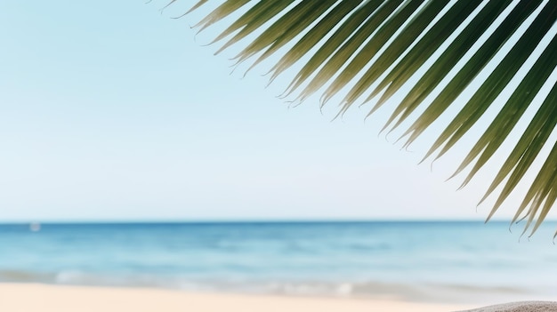 Palm tree leafs on the beach