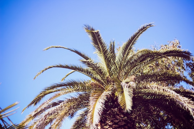 Palm tree leaves against blue sky