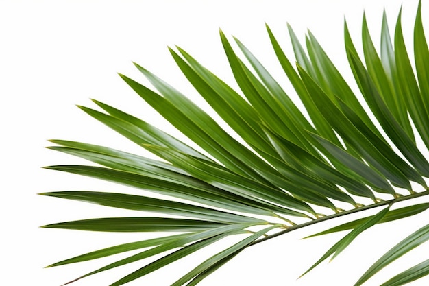 A palm tree leaves against a white background.