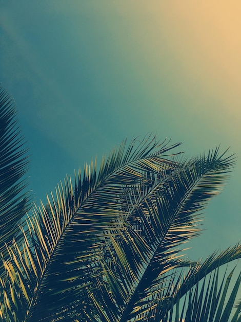 Фото Листья пальмы и небо летнее путешествие фон
