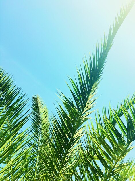 写真 ヤシの木の葉と空の夏の旅行の背景