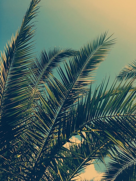 Фото Листья пальмы и небо летнее путешествие фон