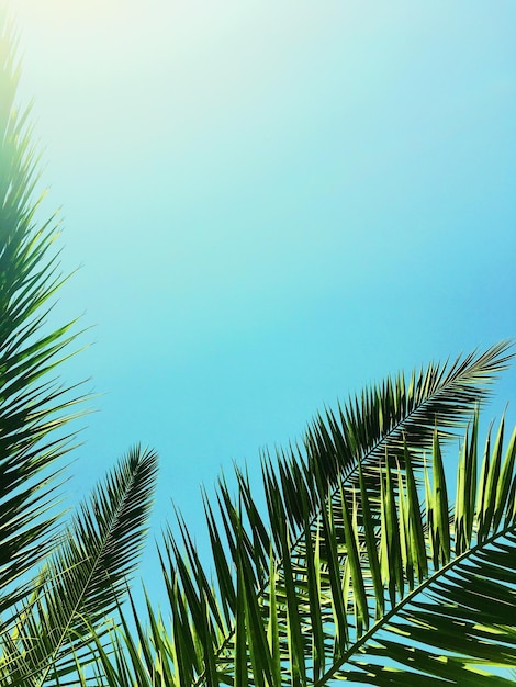 写真 ヤシの木の葉と空の夏の旅行の背景