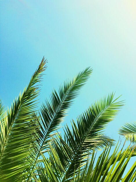 写真 ヤシの木の葉と空の夏の旅行の背景