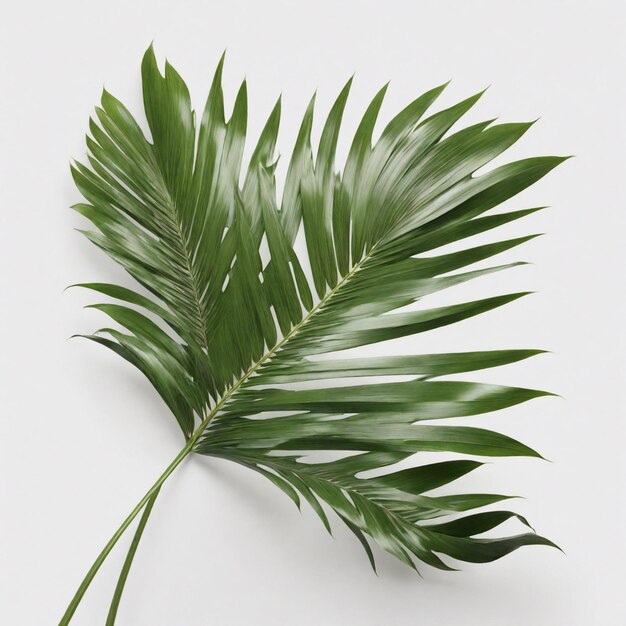 Palm tree leaves background