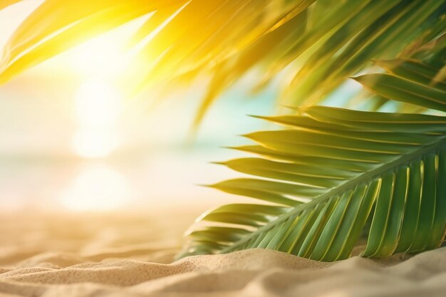 Palm tree leaves on a beach