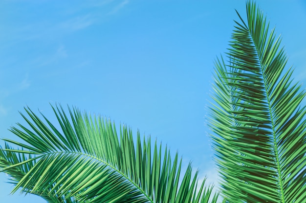 Palm tree leaves under blue sky, 