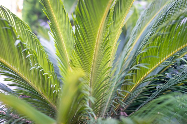 Palm tree leaves close up in garden