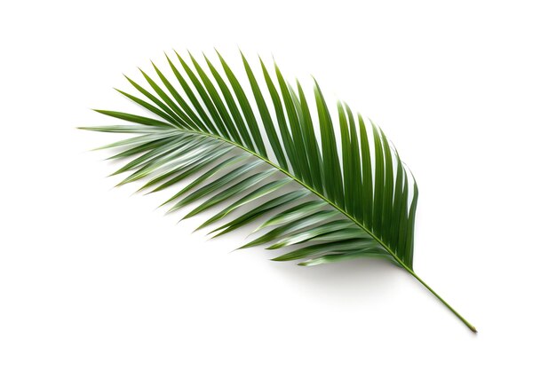 Palm tree leaves isolated on white background