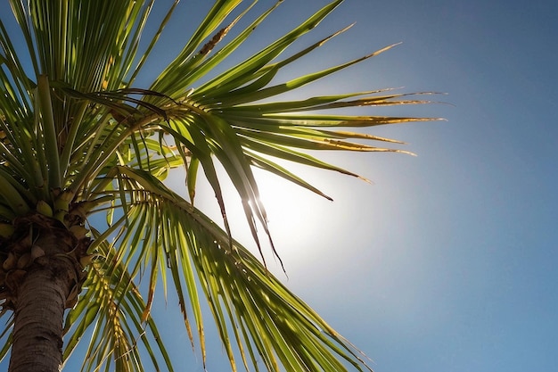 Palm tree leaves outdoors in the sun ar c v