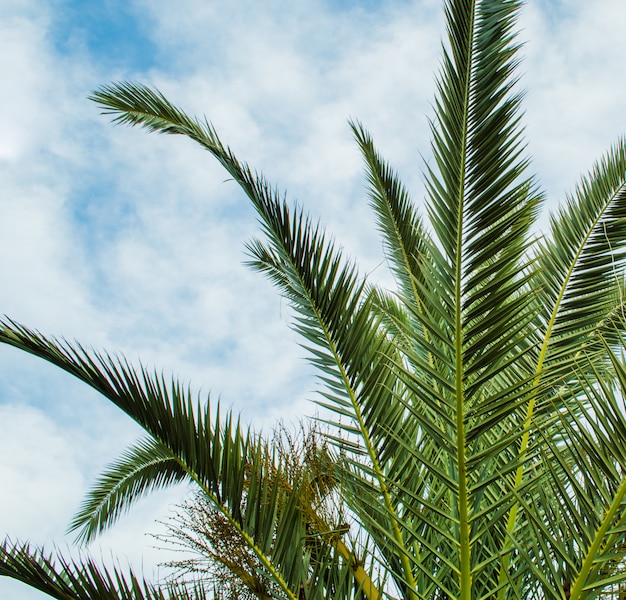 Photo palm tree leaves in perspective