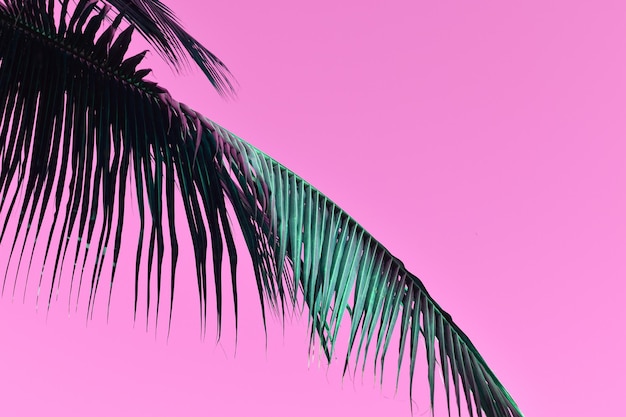 Palm tree leaves on a pink background closeup