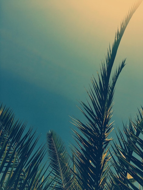 Palm tree leaves and the sky summertime travel background