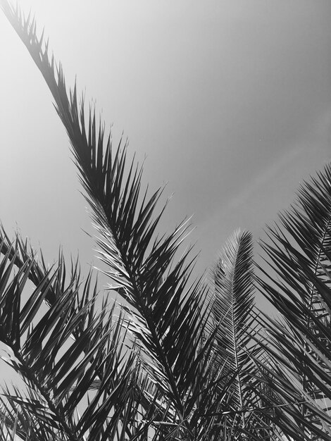 Premium Photo | Palm tree leaves and the sky summertime travel background