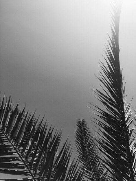 Palm tree leaves and the sky summertime travel background