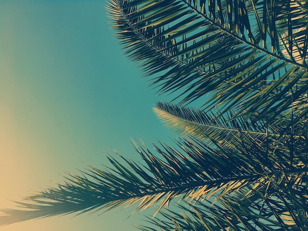 Palm tree leaves and the sky summertime travel background