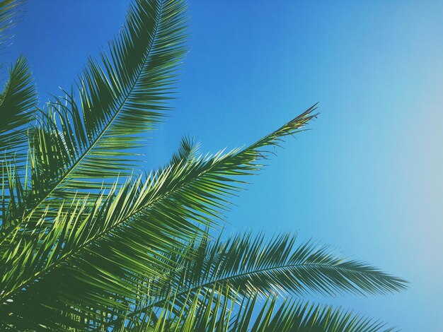 ヤシの木の葉と空の夏の旅行の背景