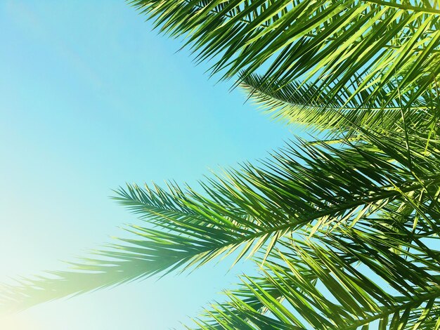 Palm tree leaves and the sky summertime travel background