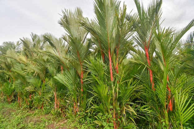 Photo palm tree leaves