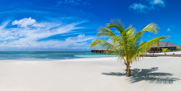Photo palm tree in the maldives