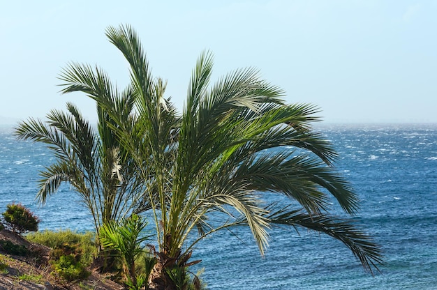 Palm tree on ocean shore on sky and water background.