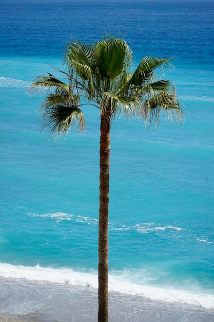 Palm tree and ocean shore with sand on a beach