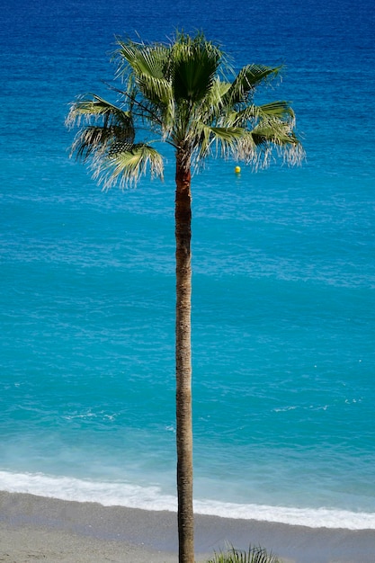 Palm tree and ocean shore with sand on a beach