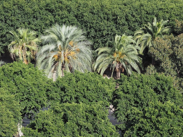 Palm tree in a park