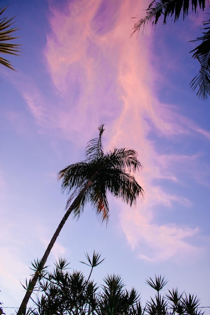 Palm tree photo