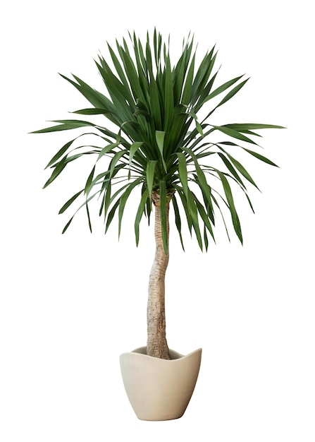 palm tree png mockup house plant in a pot