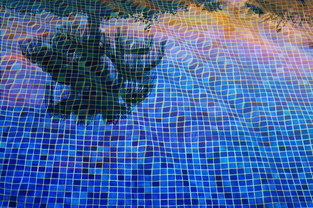 Palm tree reflecting in the blue pool water at sunset.