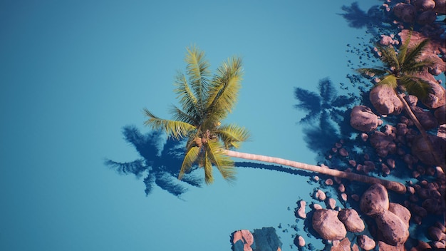 Photo a palm tree and rocks are in the water.